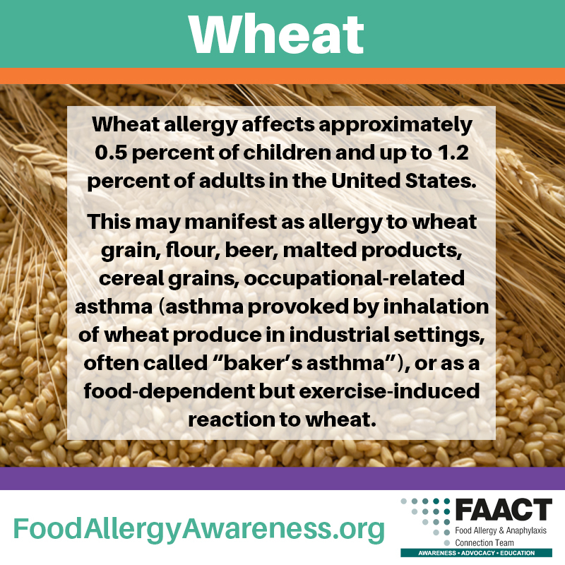 Wheat Allergy Facts